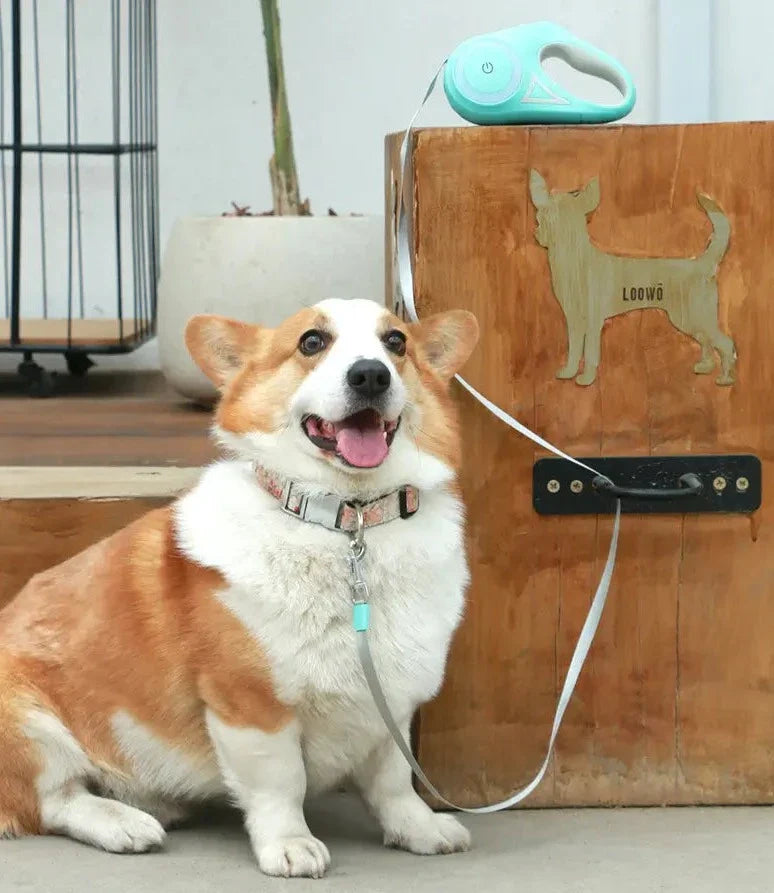 Automatic Extendable LED Pet Belt