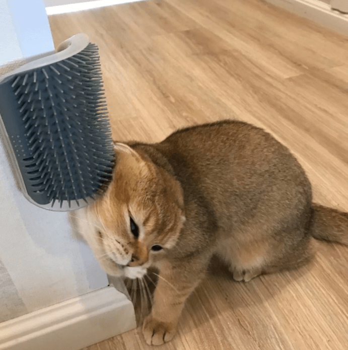 Cat's Corner Groomer