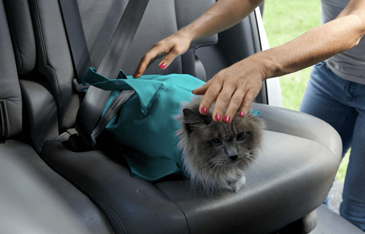 Comfy Cat Travel Pouch