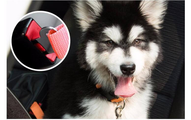 Dog Car Seatbelt