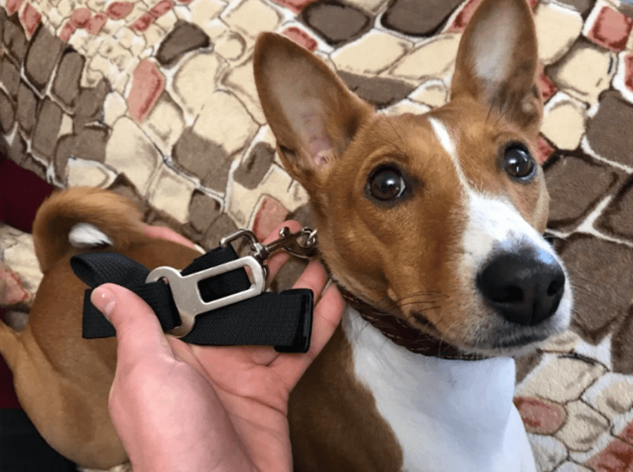Dog Car Seatbelt