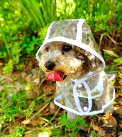 Dog Waterproof Transparent Raincoat