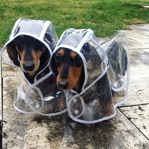 Dog Waterproof Transparent Raincoat