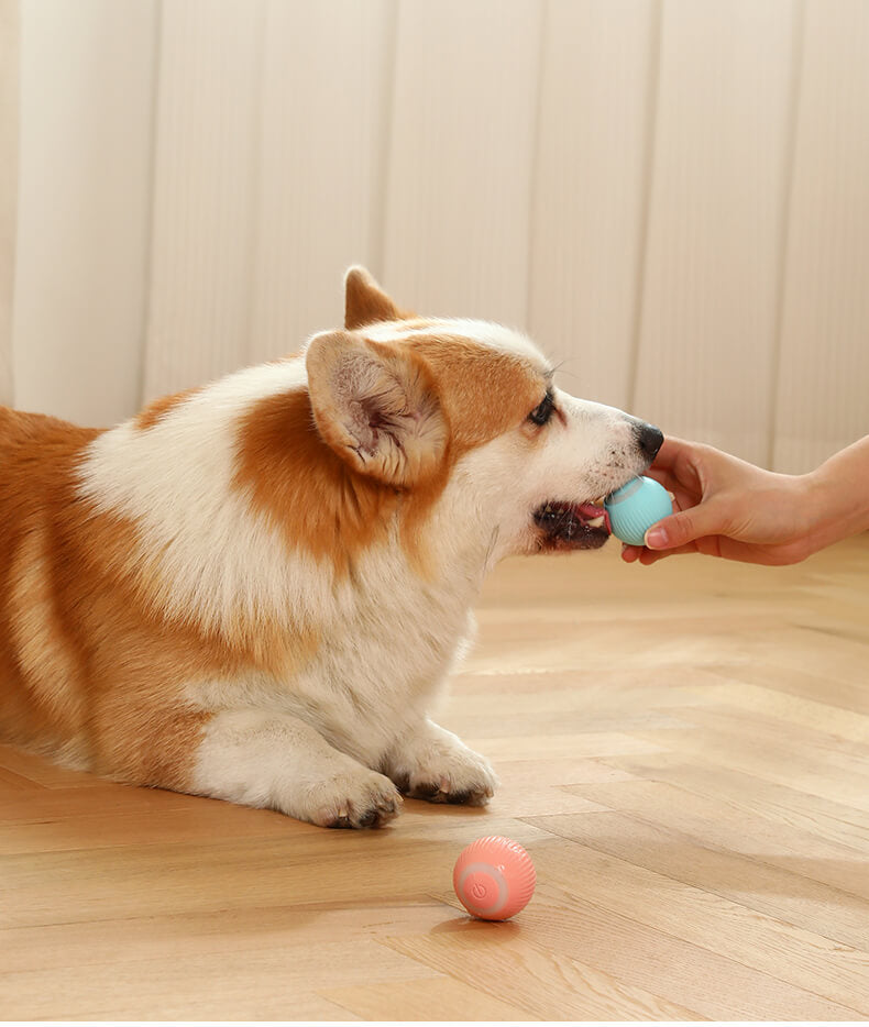 Electric rolling ball for pets