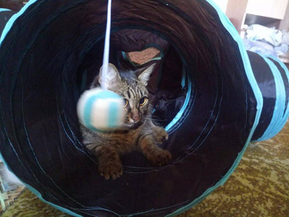 Foldable cat play tunnel