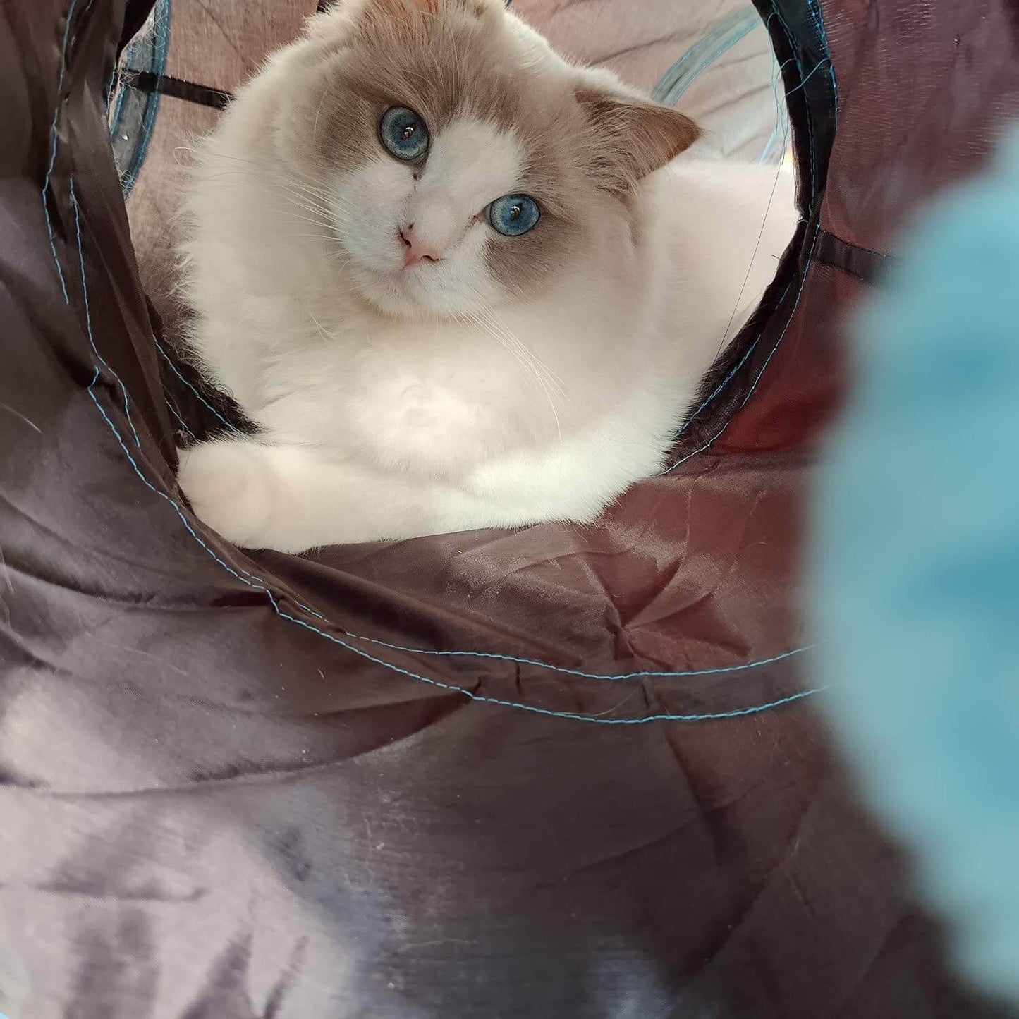Foldable cat play tunnel
