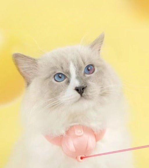 Laser Tease Cat Collar