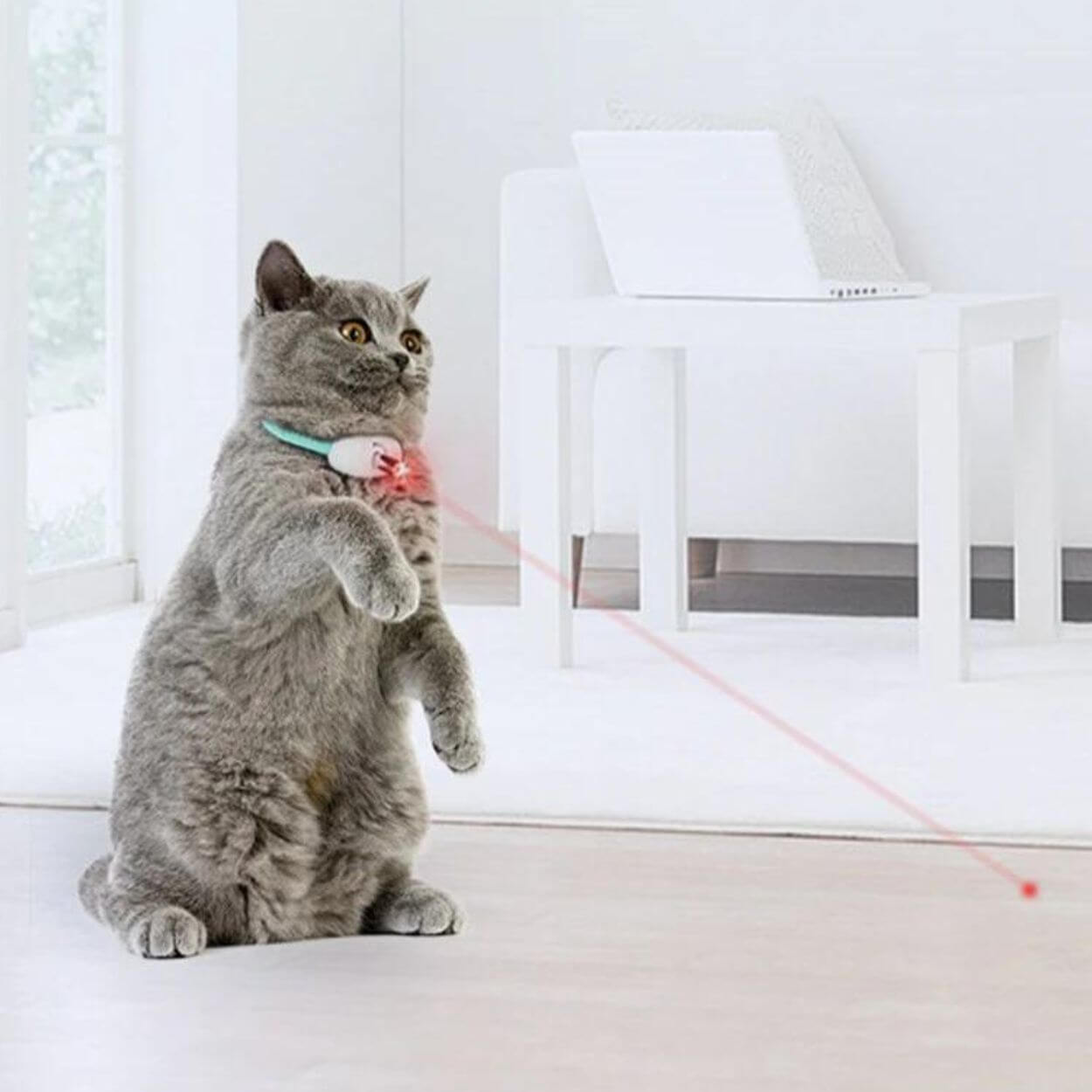 Laser Tease Cat Collar