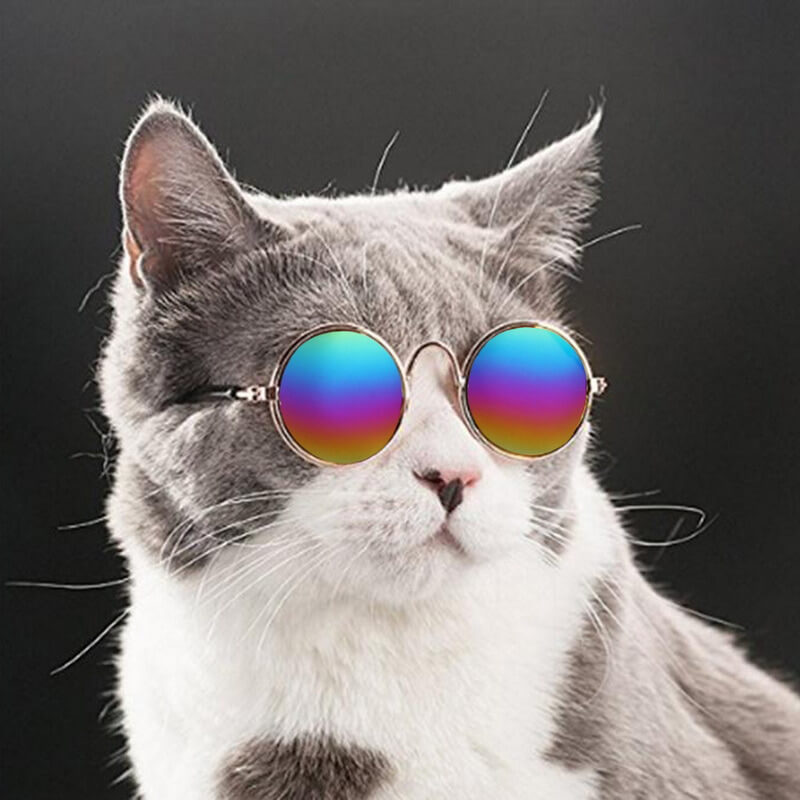 Pet Round Retro Sunglasses