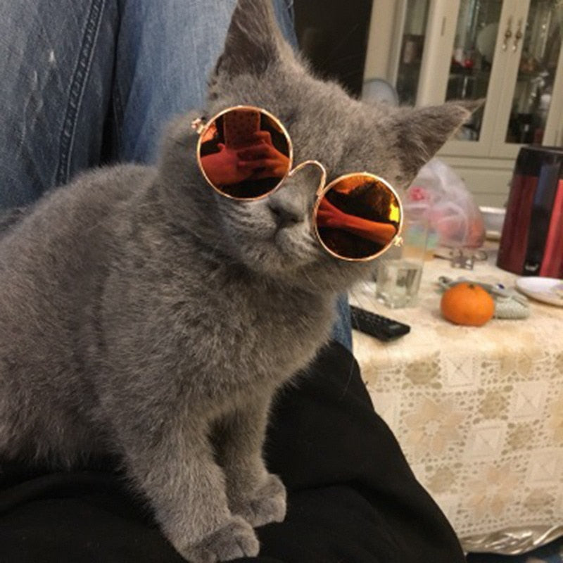 Pet Round Retro Sunglasses