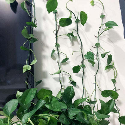 Plant Climbing Object Fastening Clip