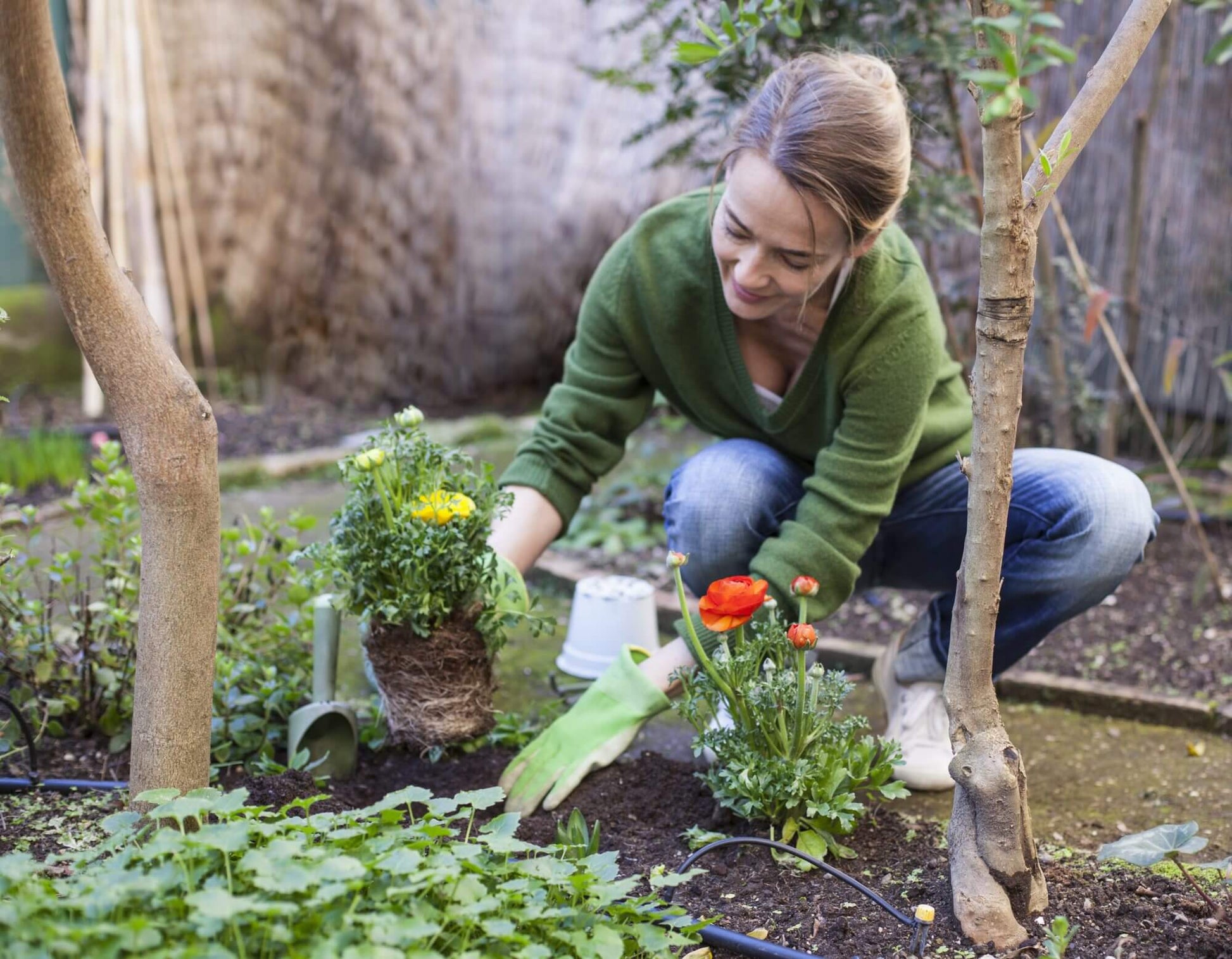 Plant food solution