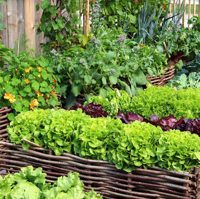 Plant food solution