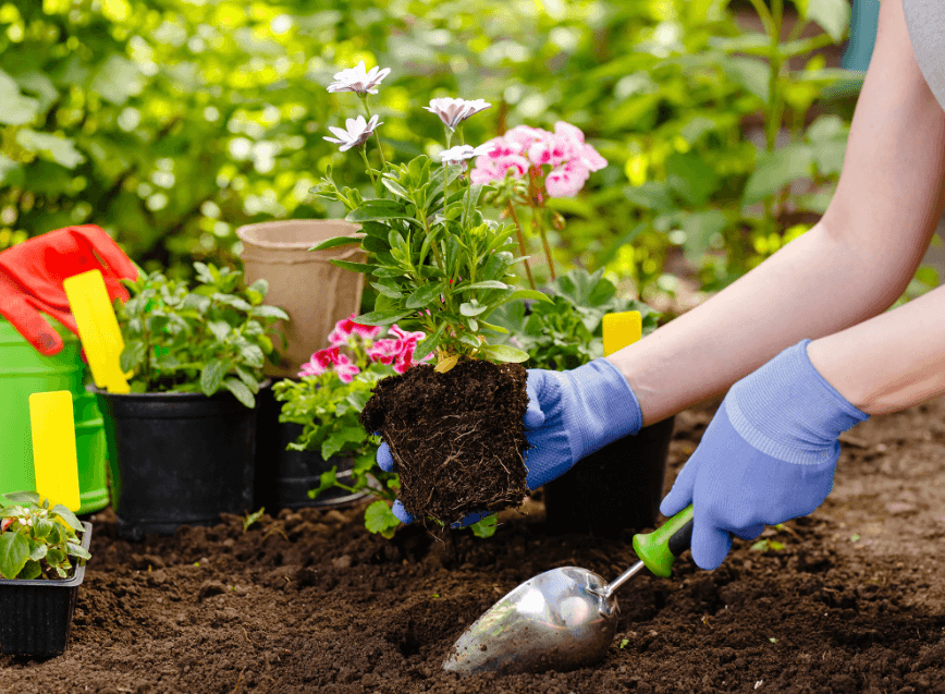 Plant food solution