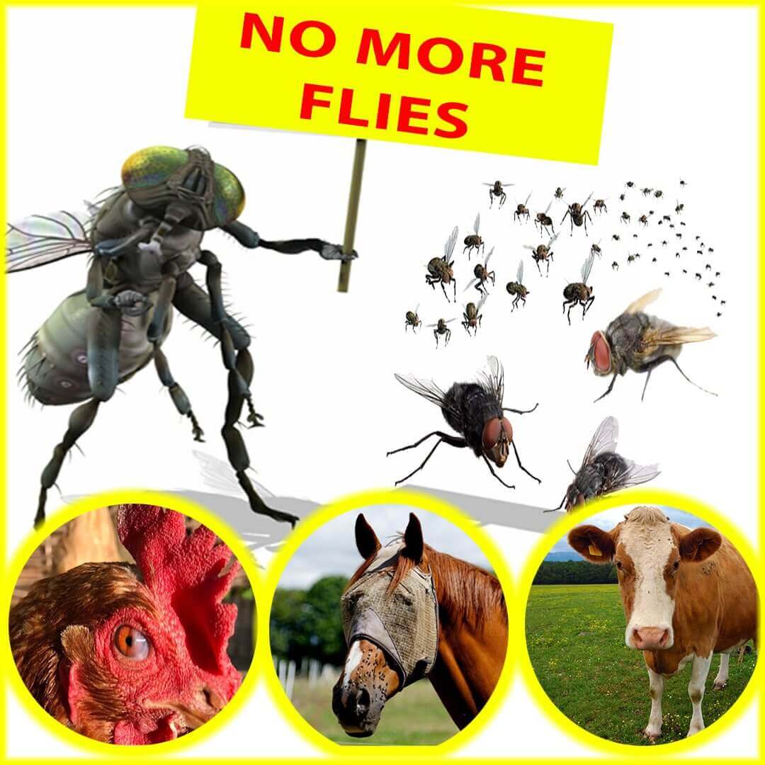 Reusable fly trap