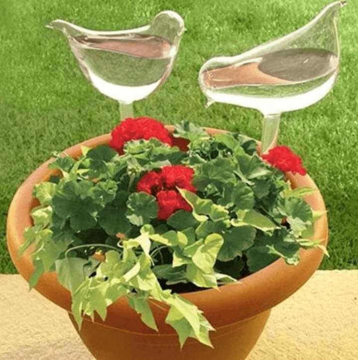 Self-soaking plant bulb
