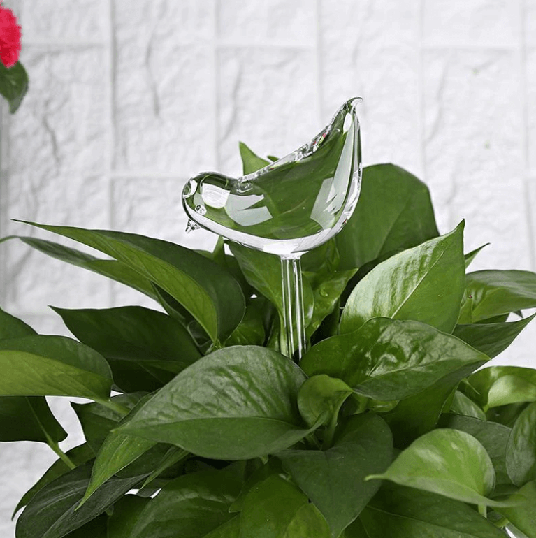 Self-soaking plant bulb