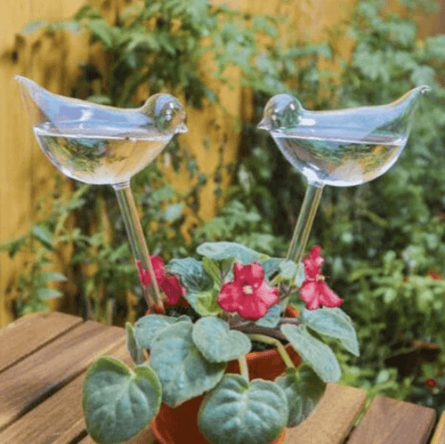 Self-soaking plant bulb