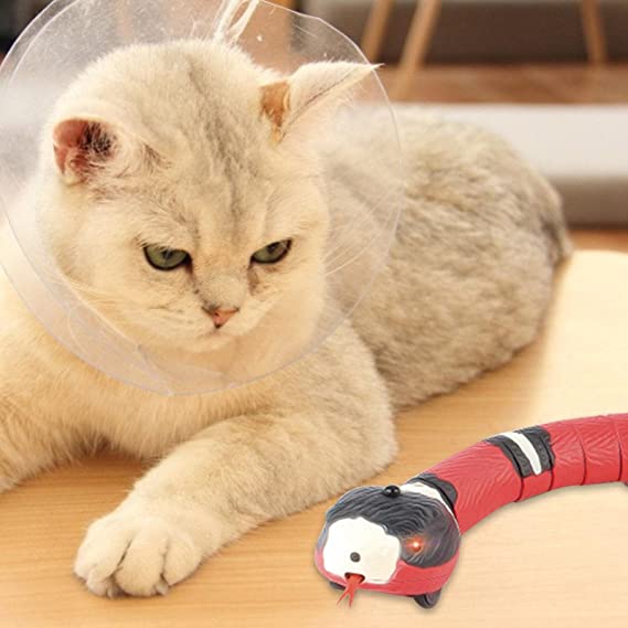 Snake Cat toys
