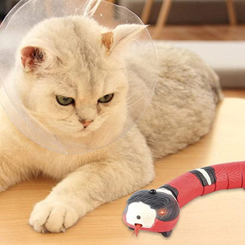 Snake Cat toys