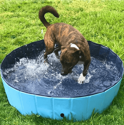 Portable Dog Pool