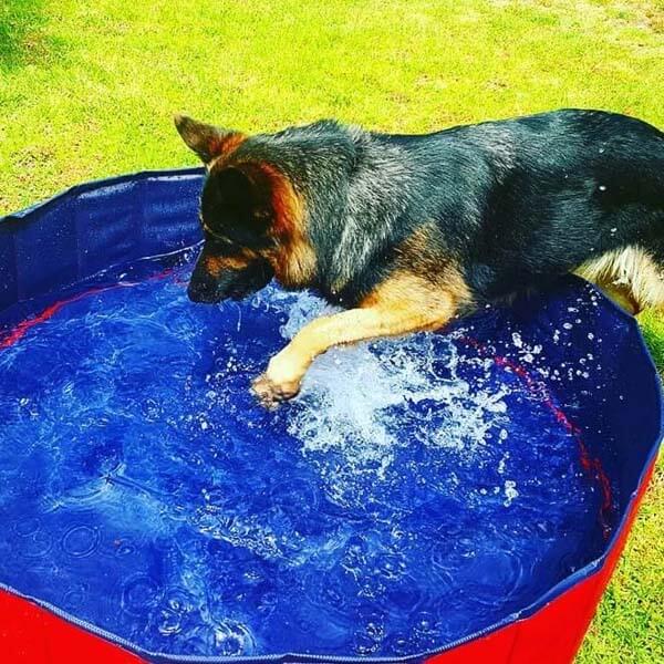 Portable Dog Pool
