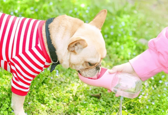 Outdoor Huisdier Waterfles